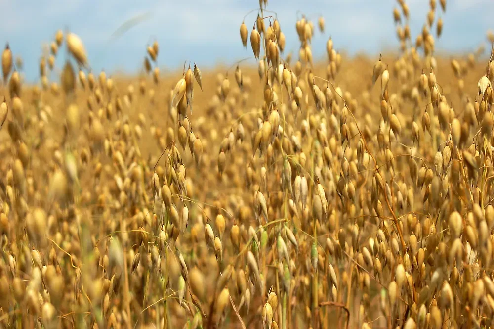 귀리 재배 봄 파종 배수 관리 비료량 조절_2
