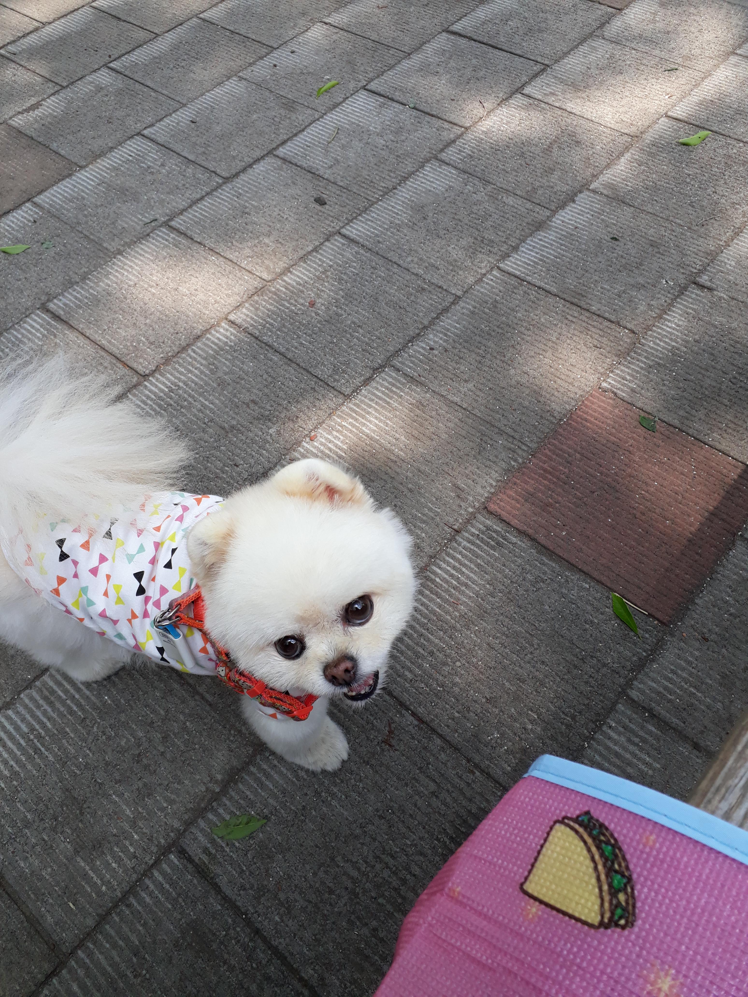 강아지 백내장 초기 증상과 확인법 : 예방법 3가지