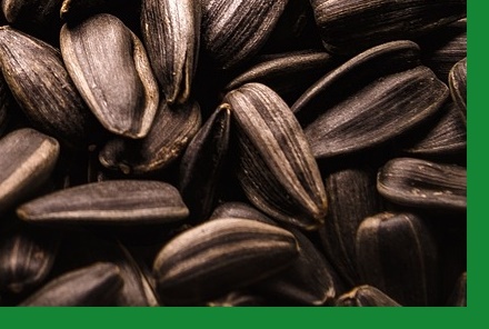 면역력높이는법