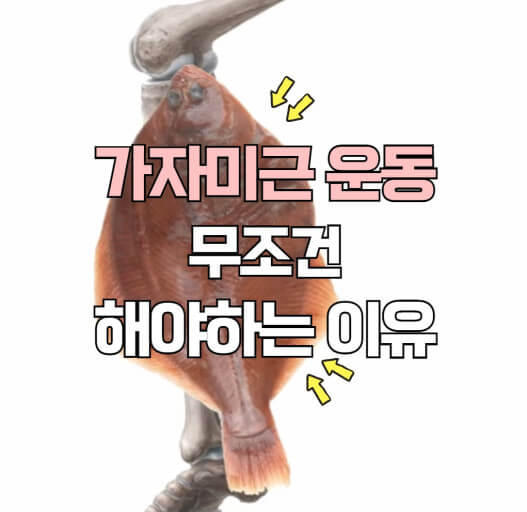 가자미근의 위치