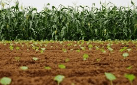 농지취득자격증명