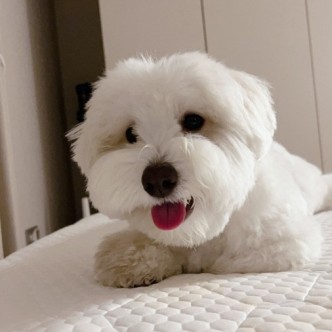 꼬똥 드 툴레아