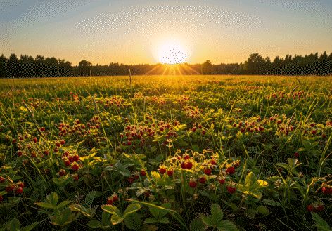 해지는-배경에-산딸기-농장
