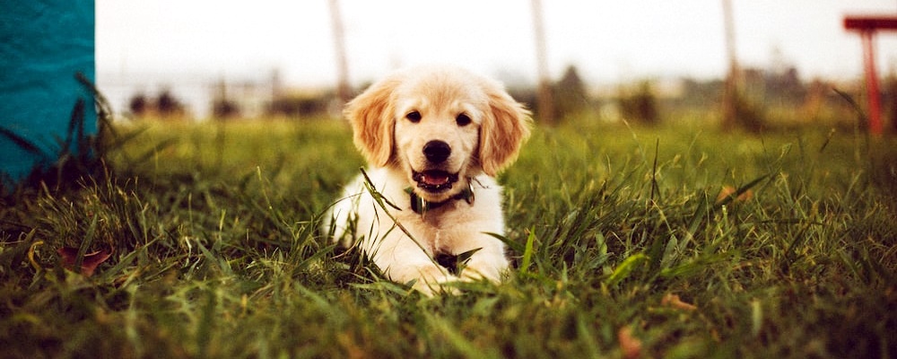 새끼 강아지 목욕 7