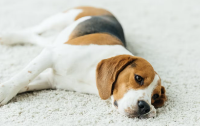 열사병에 주의하고 싶은 개의 특징 누워있는 비글 개.