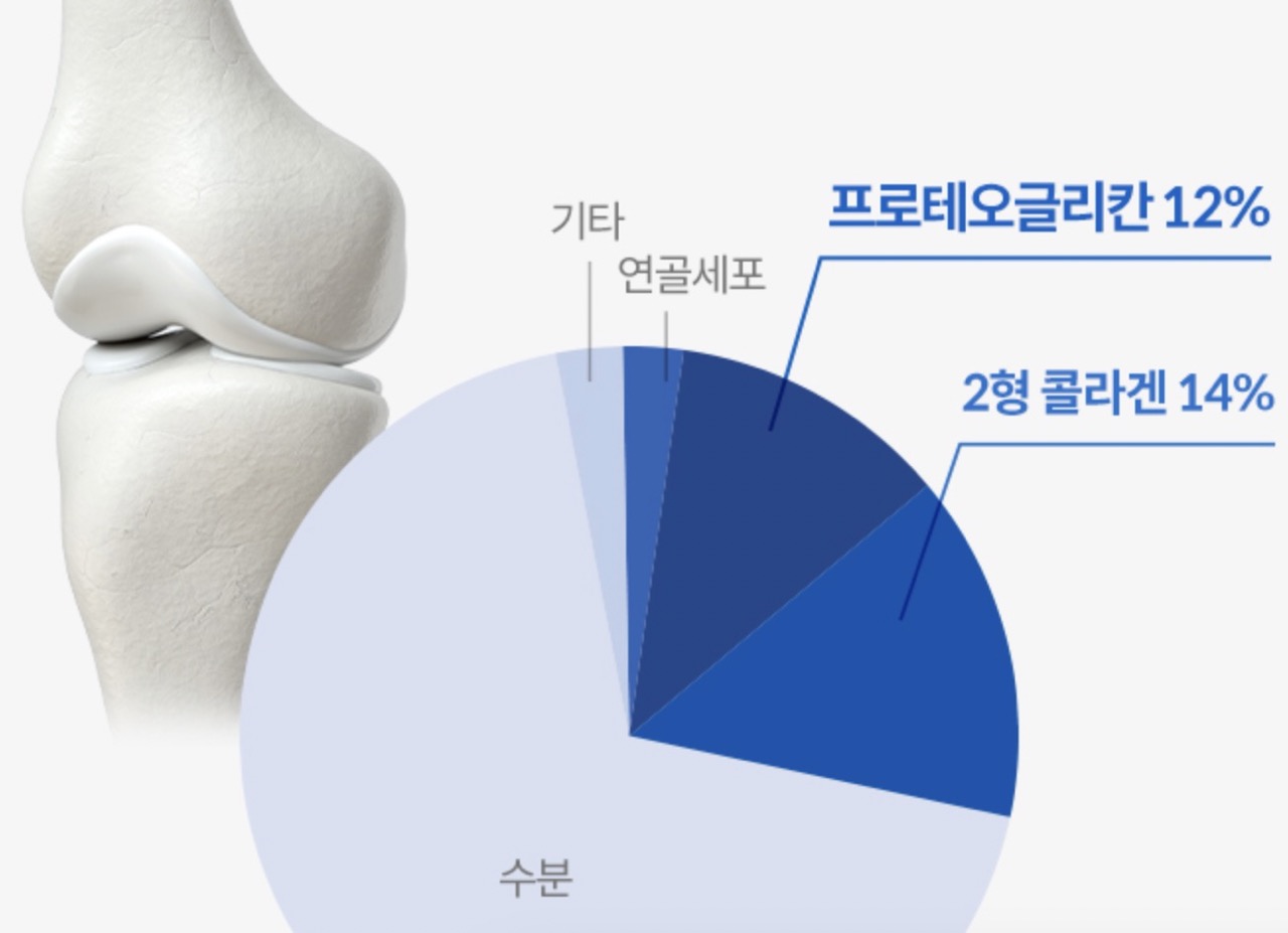 프로테오글리칸이란