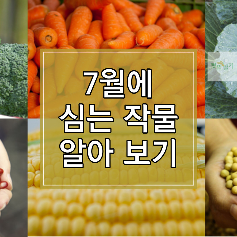 7월에 심는 작물 알아보기 썸네일
