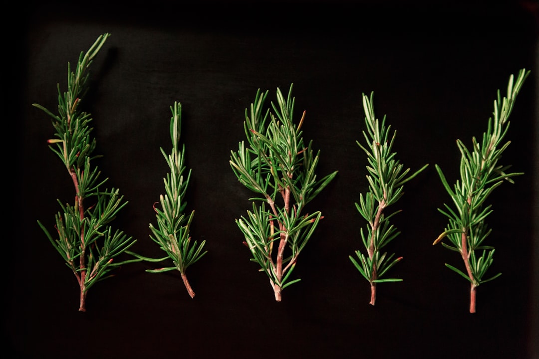 Herb