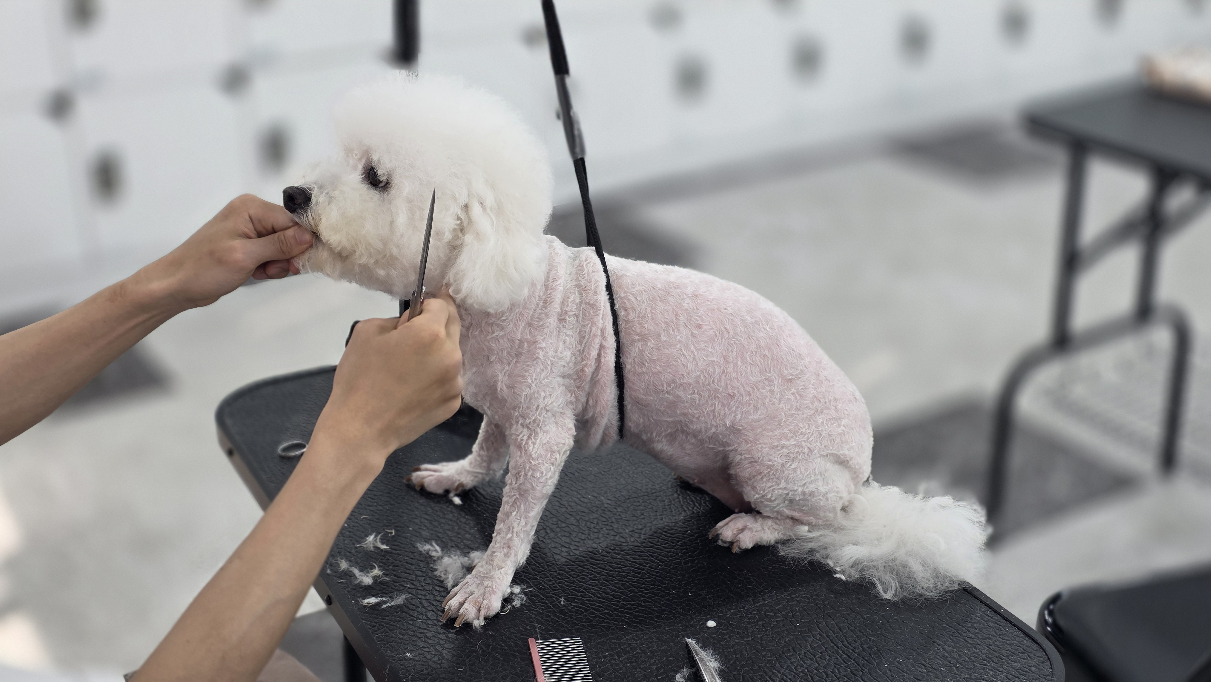 부산진구애견미용학원