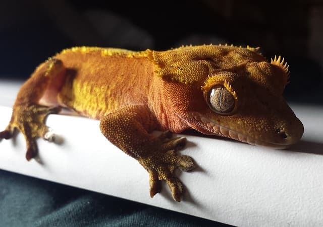 초보집사를 위한 Crested Gecko의 모든 것