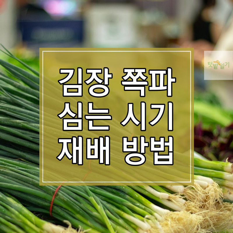 김장 쪽파 심는 시기 및 재배방법 썸네일