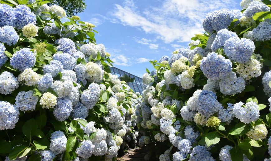 제주 카멜리아힐의 연보라색과 하얀색 수국이 서로 엉키어 피어났다