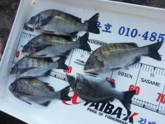 디낚 점주 조황 전국 바다낚시 출조 꿀팁_15