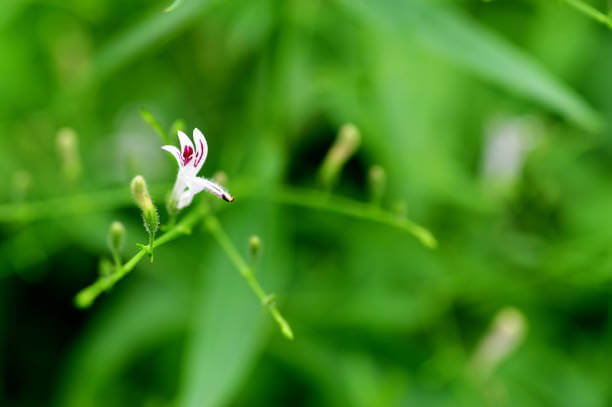 천심련 효능 6가지 및 부작용에 대해서 알아봤습니다. 천심련은 인도에서 수세기 동안 전통적으로 사용되어온 식물로, 최근에는 다양한 건강상의 이점이 인정되어 주목받고 있습니다. 이제는 전 세계적으로 인기 있는 건강식품으로 자리 잡았습니다. 이 글에서는 천심련의 다양한 효능과 함께 섭취할 때 주의할 점 등을 자세히 살펴보겠습니다.