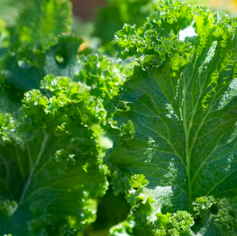 난청에 좋은 음식 영양제 식단