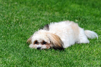 개가 몸을 뉘이고 있다.