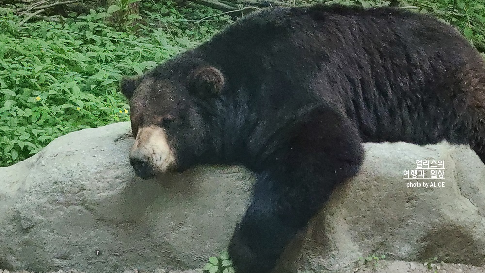에버랜드 사파리 월드 꿀팁 (예약, 트램 좌석), 자유이용권 할인