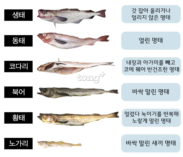 먹태 황태 차이 특징 칼로리 레시피_3