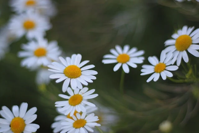 청소년기의 감정 언어 발달과 디지털 소통 구조의 충돌