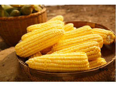 옥수수