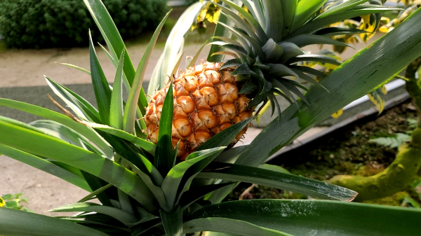 특색있고 아름다운 민간 정원 30선 추천 여행 - 25. 통영 동백커피식물원