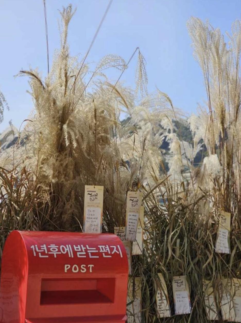 포천 명성산 억새꽃 축제