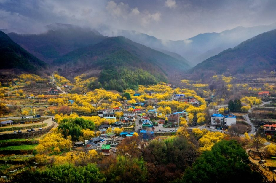 구례 산수유 꽃 전경