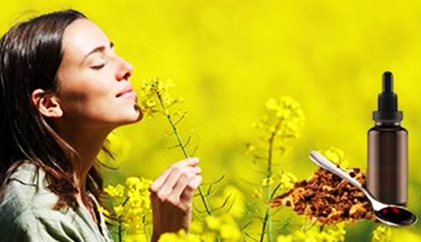 프로폴리스-효능-효과