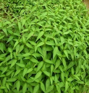 공심채 효능 부작용 고르는법 칼로리 다연채 모닝글로리