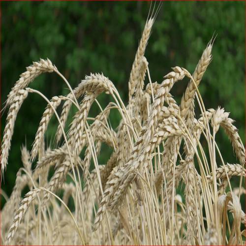 농지 상속, 취득세, 처분, 임대차