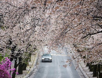 벚꽃 개화시기 2025