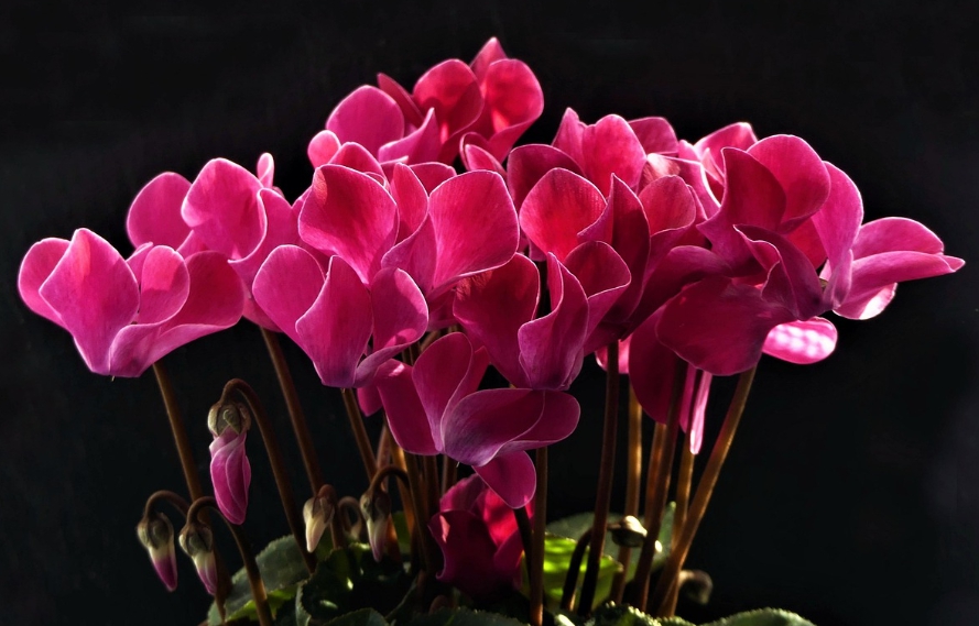 겨울 꽃 시클라멘