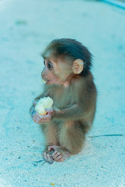 2025년 을사년 1월 운세 (9) 원숭이띠 '과일나무 밀림으로 들어가는 입구'