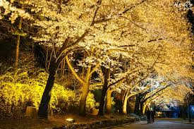 서울대공원 벚꽃축제 기본정보와 프로그램 정리