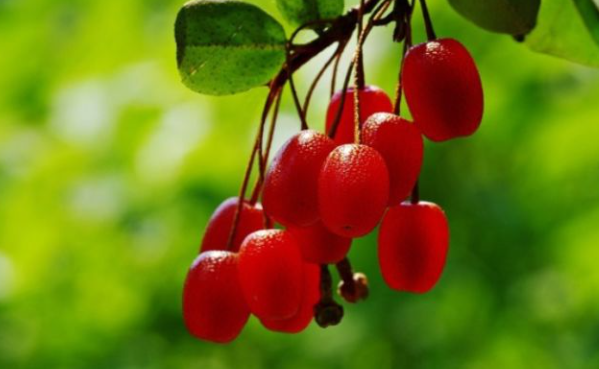 보리수 열매 효능