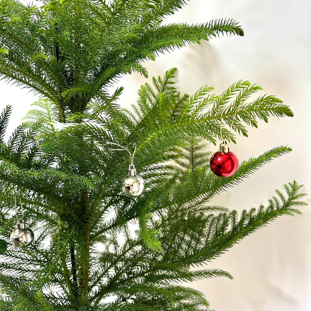 아라우카리아 키우기 크리스마스 트리