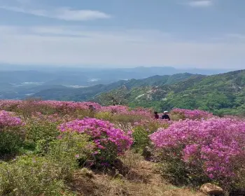 황매산 철쭉축제_20