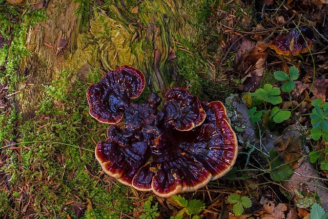 진균의 생애주기 정리