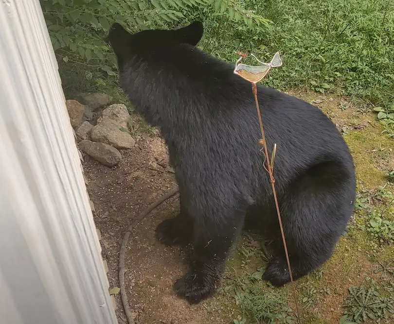 아파트에서 곰 발견