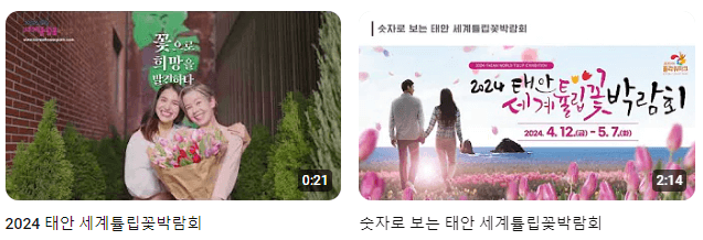 태안 튤립축제 기간