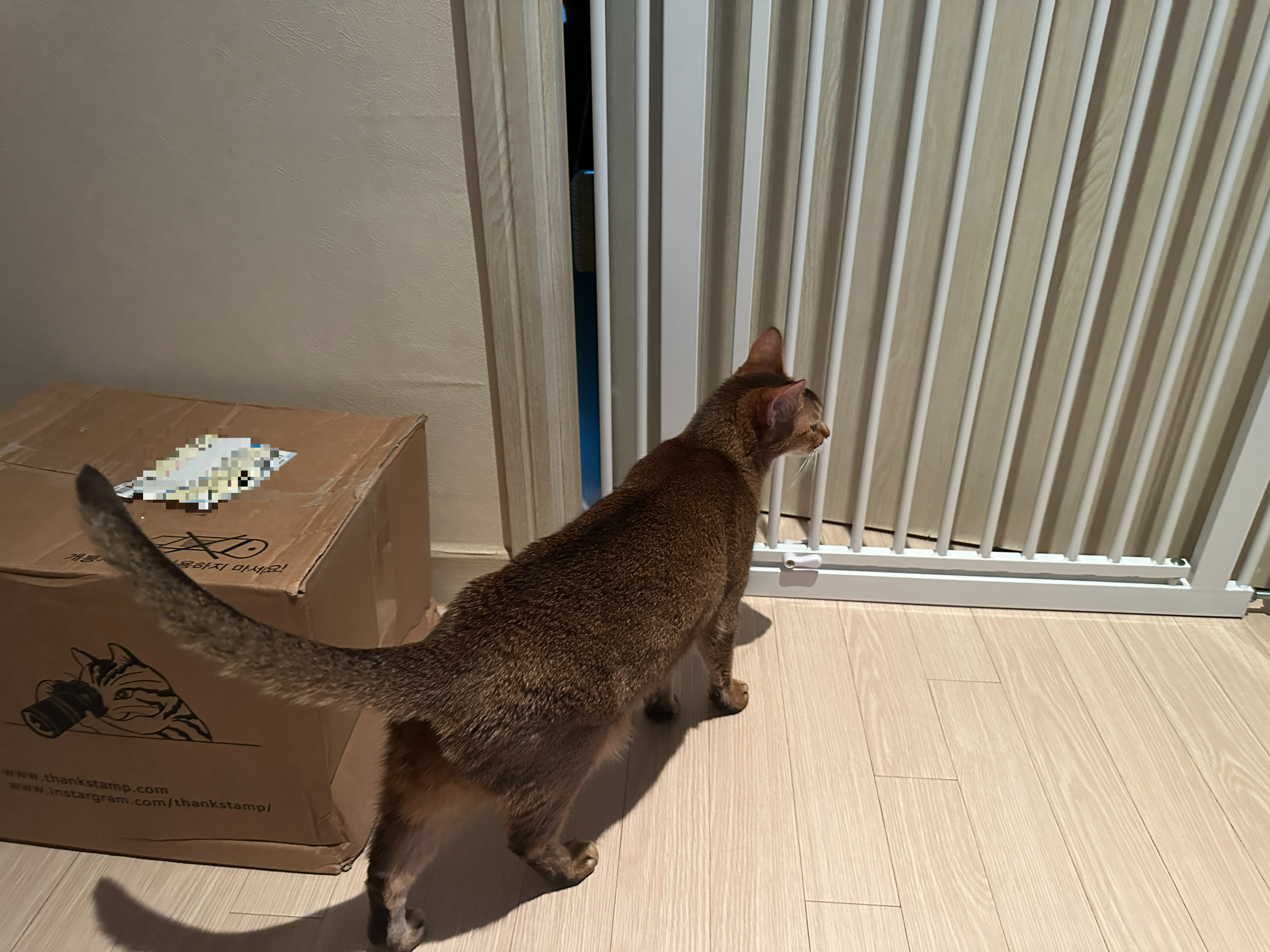 아비시니안_루디