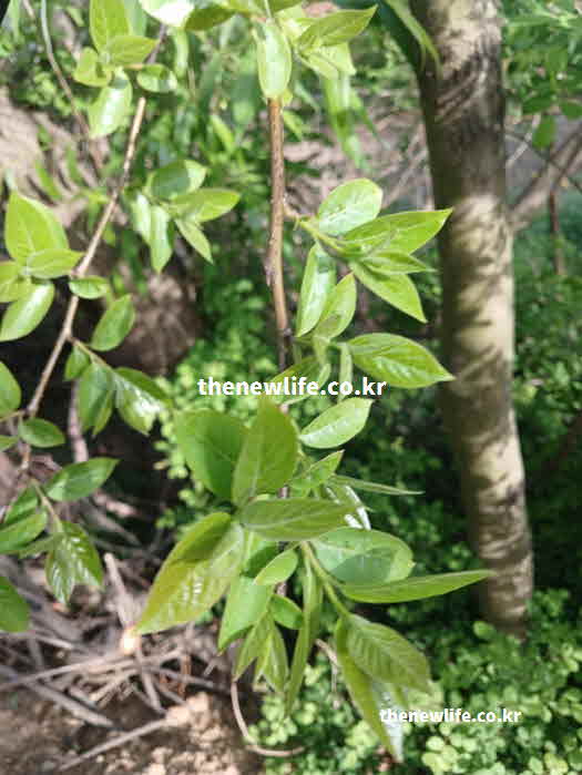 꾸지뽕 효능 영양성분 폴리페놀