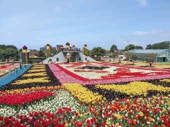 태안 안면도 튤립축제