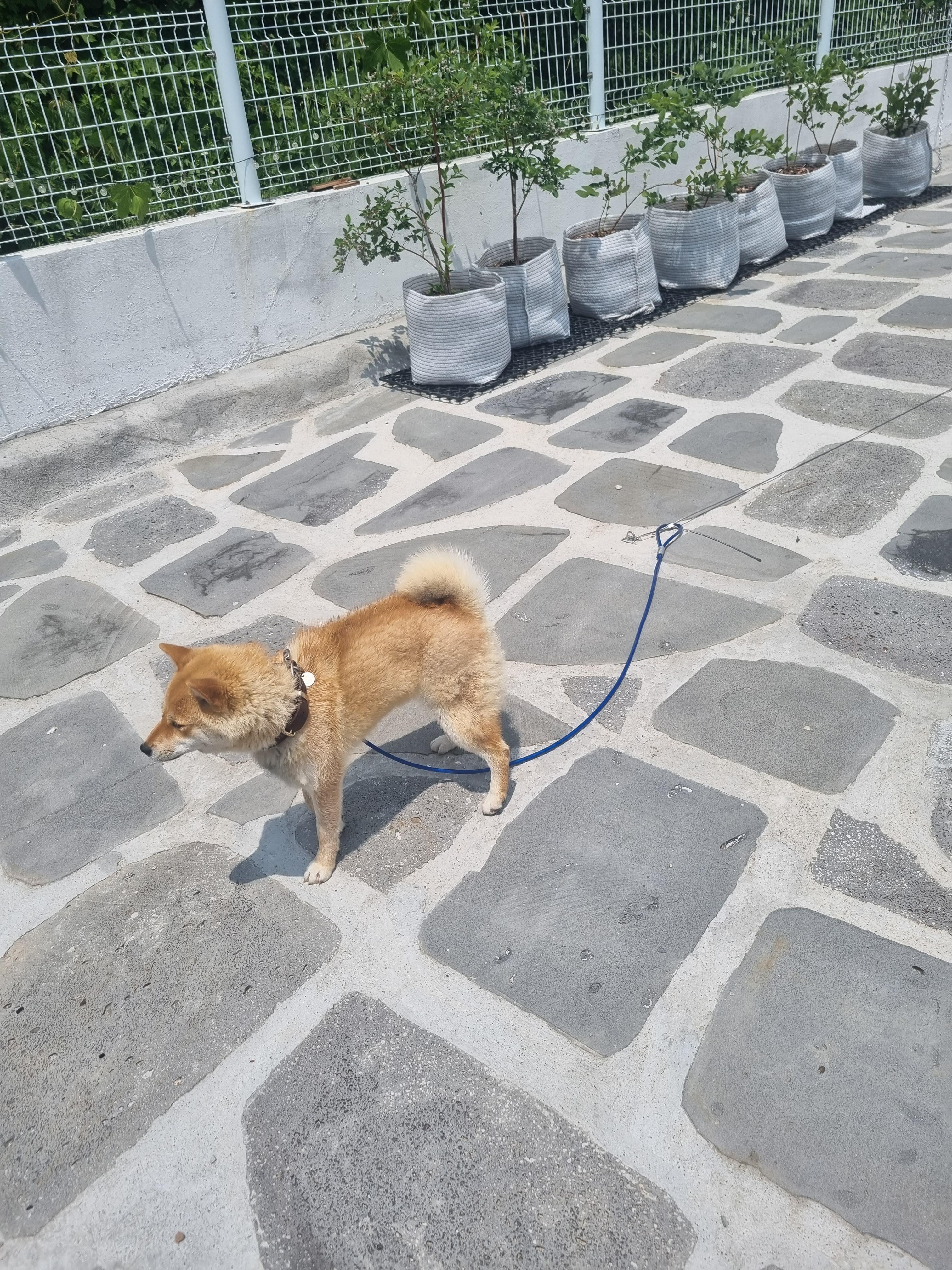 벌받는 시바