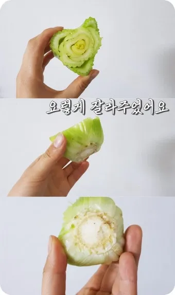 샐러리 재배 모종 심기 재배 거리 수확 연장_7