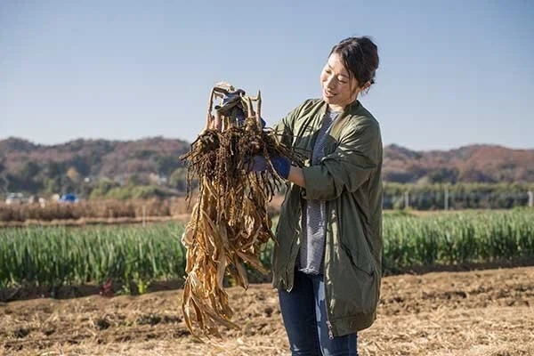 생강 수확시기