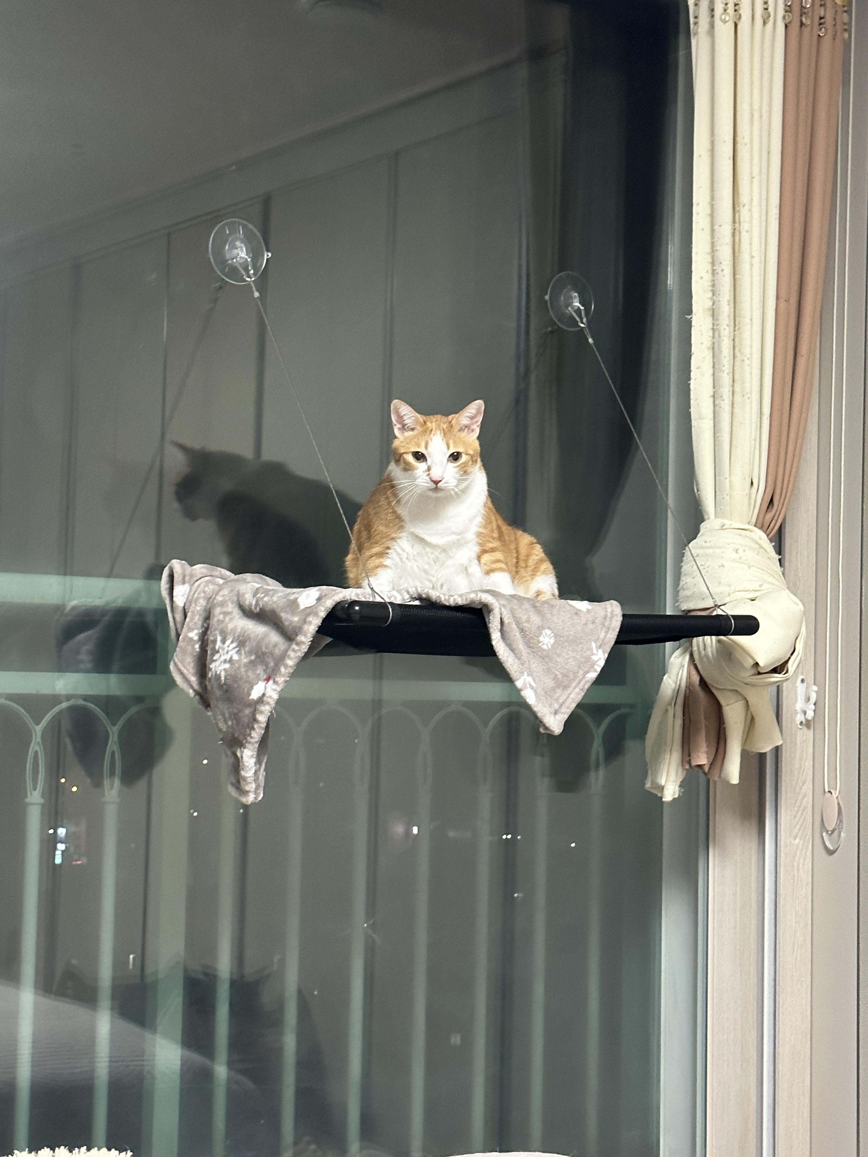 창문_해먹_위에서_엄마랑_눈맞추는_호야