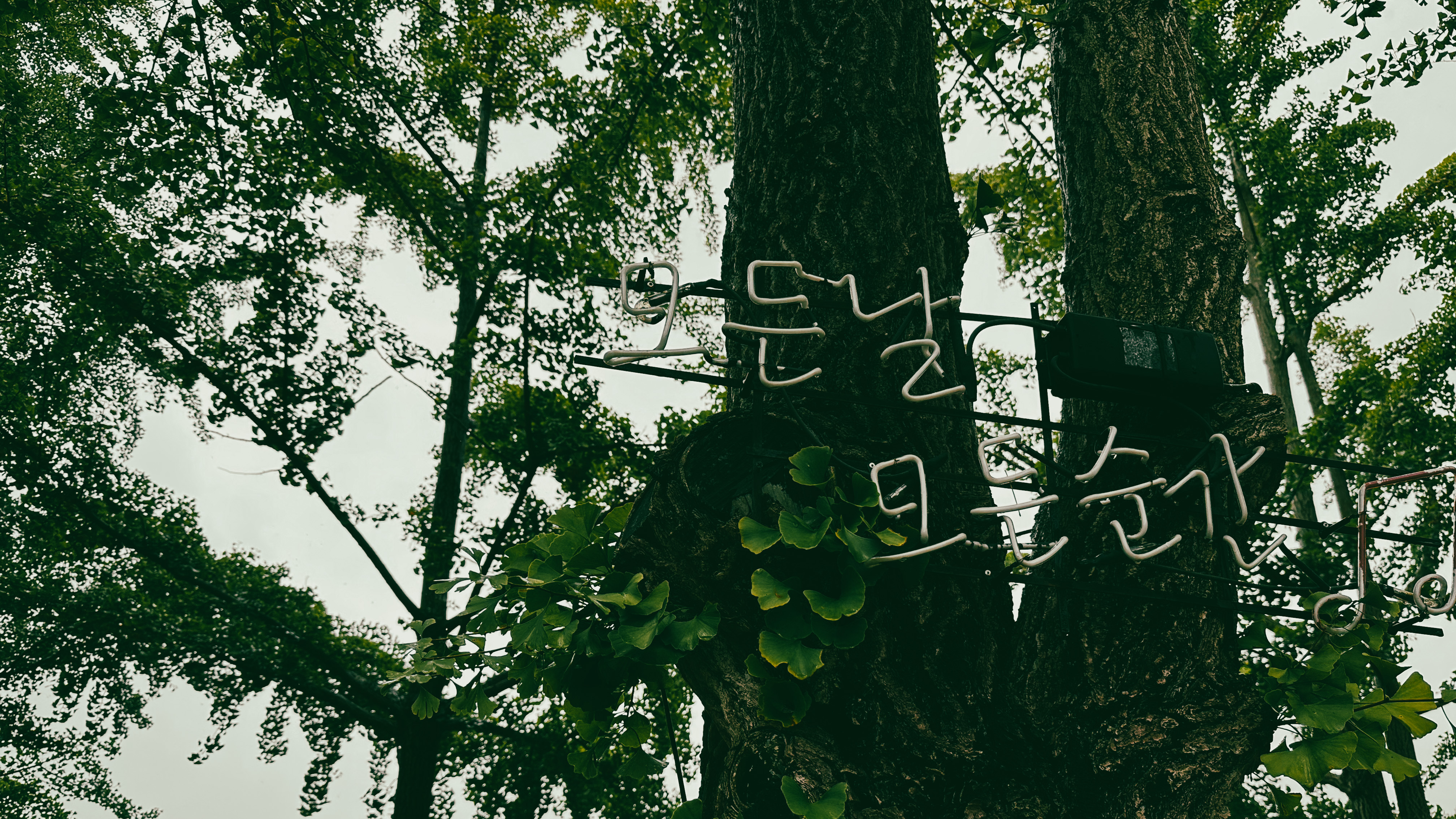 문광저수지 은행 나무길