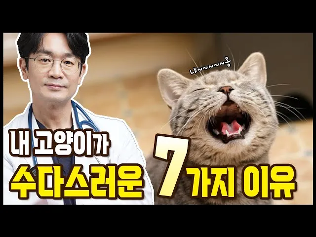 고양이 수다스러운 이유 7가지 행동 심리_3