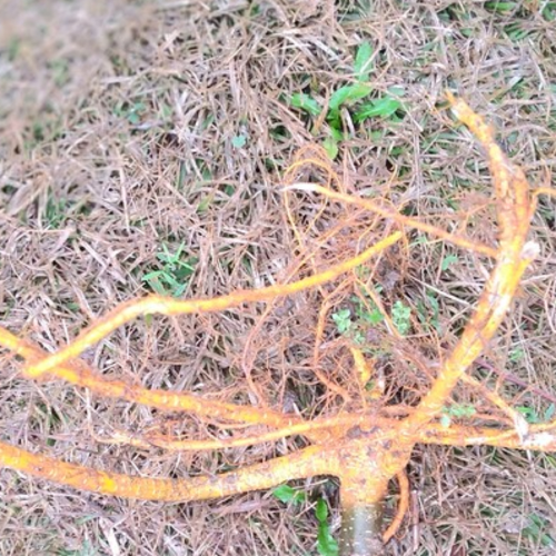 상백피(뽕나무뿌리)